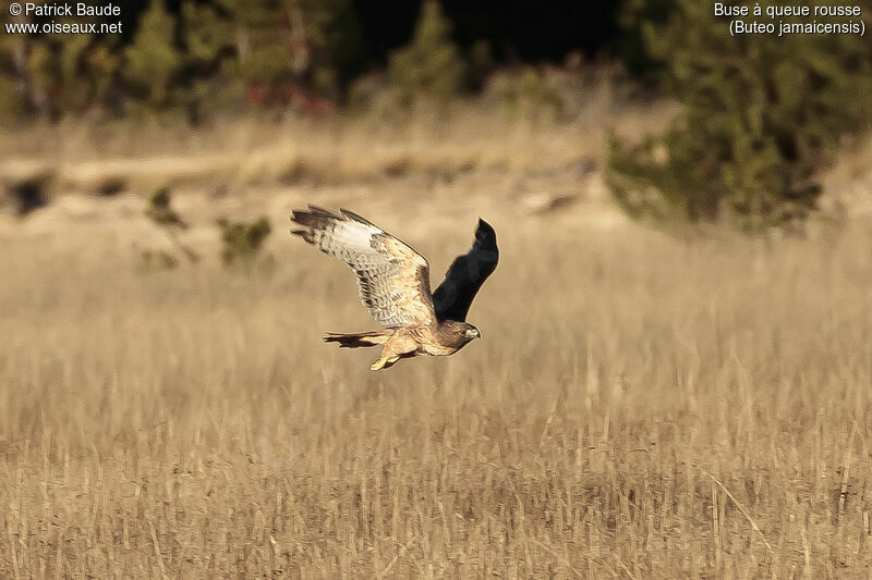 Red-tailed Hawkadult