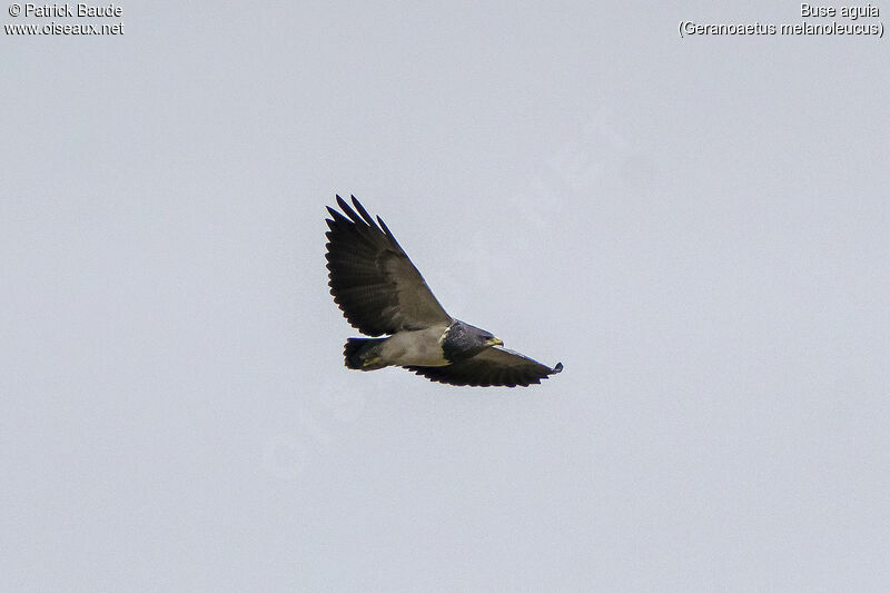 Black-chested Buzzard-Eagleadult