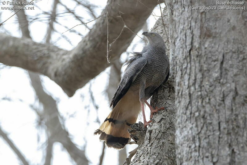 Crane Hawkadult