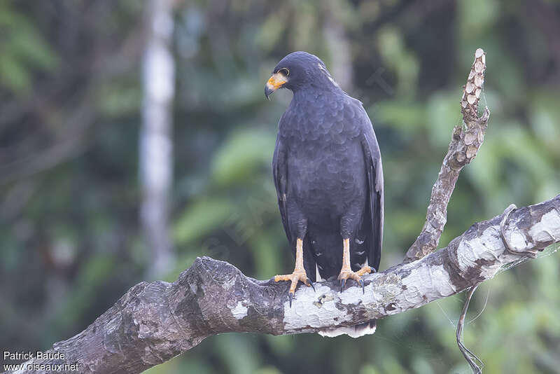 Common Black Hawkadult, identification, fishing/hunting