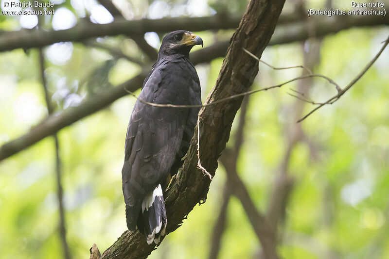 Common Black Hawkadult, identification