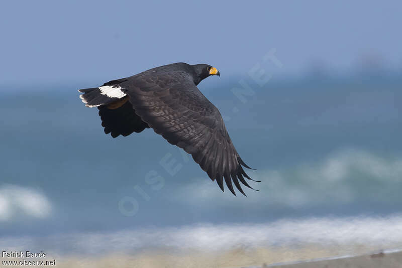 Common Black Hawkadult, Flight