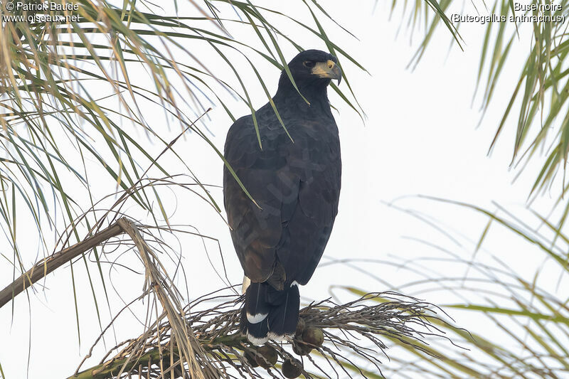 Common Black Hawkadult