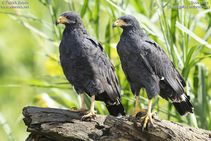 Common Black Hawkadult