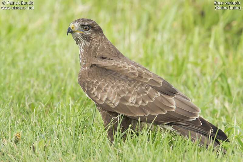 Buse variableadulte, identification