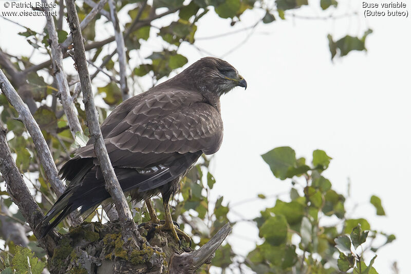 Buse variableadulte, identification