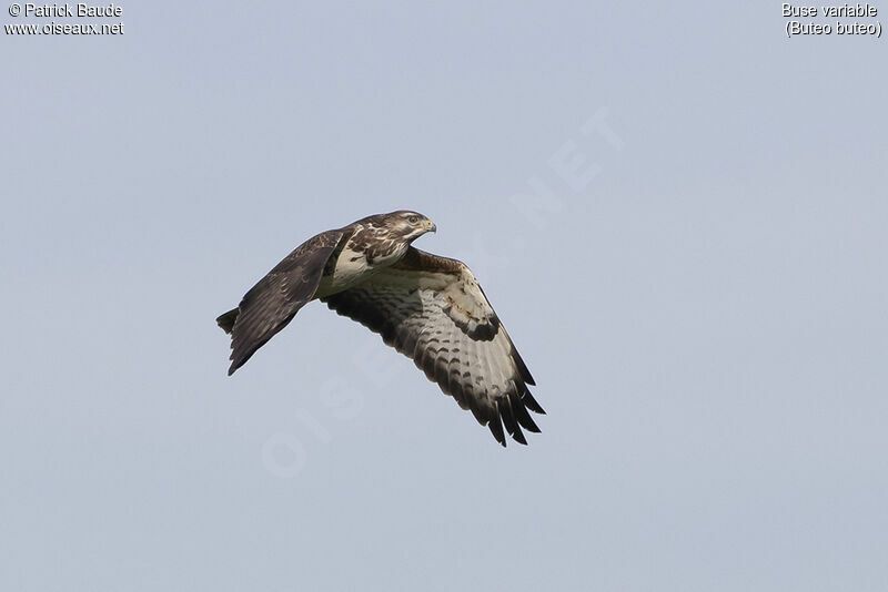 Common Buzzardadult, Flight