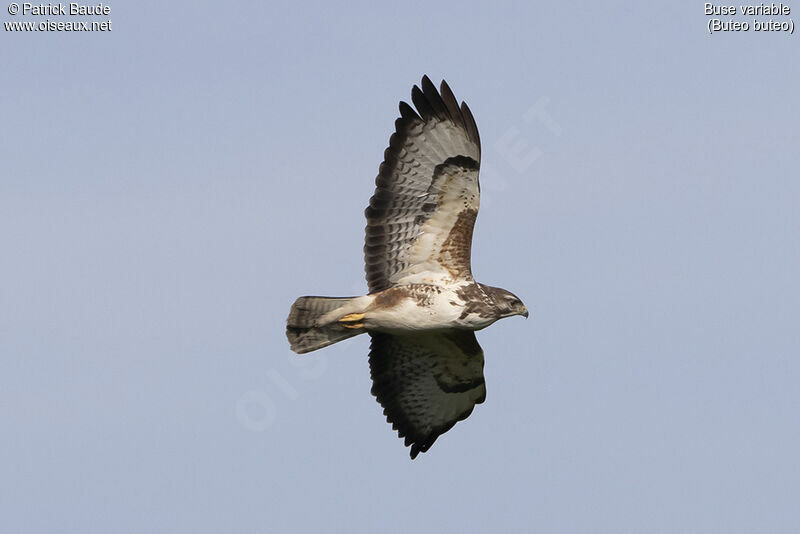 Common Buzzardadult, Flight