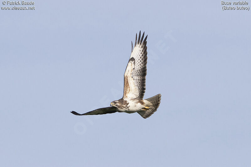 Common Buzzard