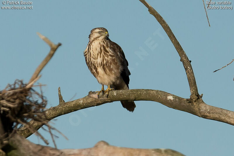 Buse variableimmature, identification