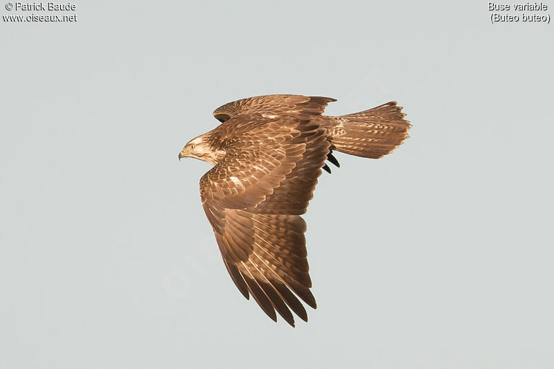 Common Buzzardimmature, Flight