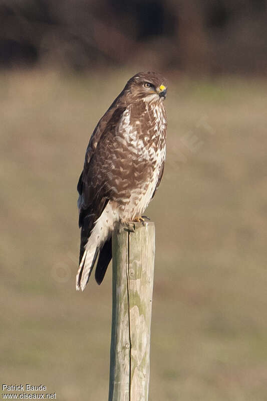 Common Buzzardadult, identification