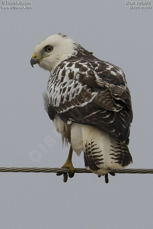 Common Buzzardjuvenile, identification