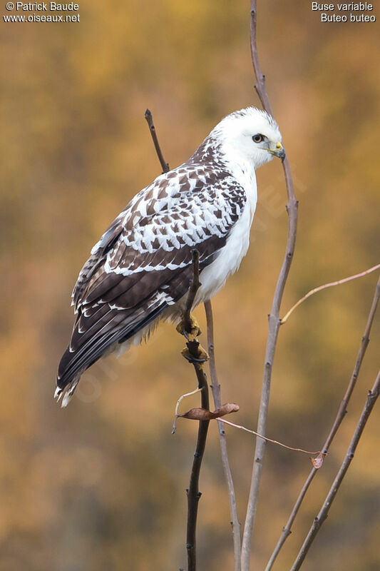 Common Buzzardjuvenile, identification