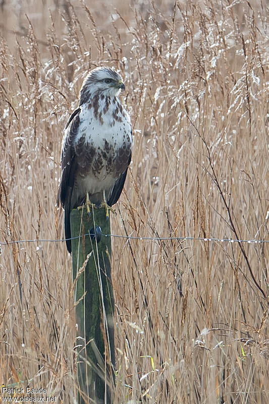 Buse variablejuvénile, identification