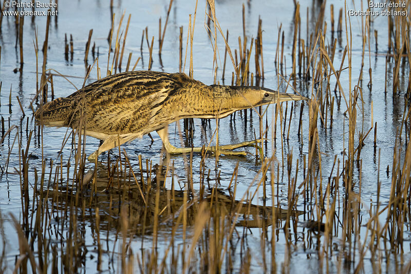 Eurasian Bitternadult, identification