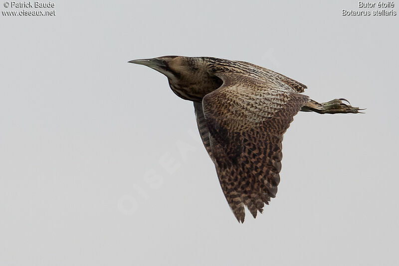 Eurasian Bitternadult, Flight