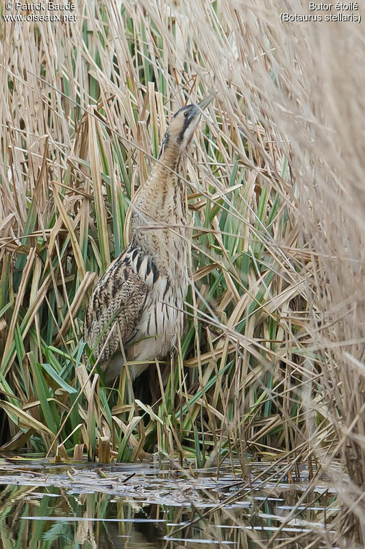 Butor étoiléadulte, identification