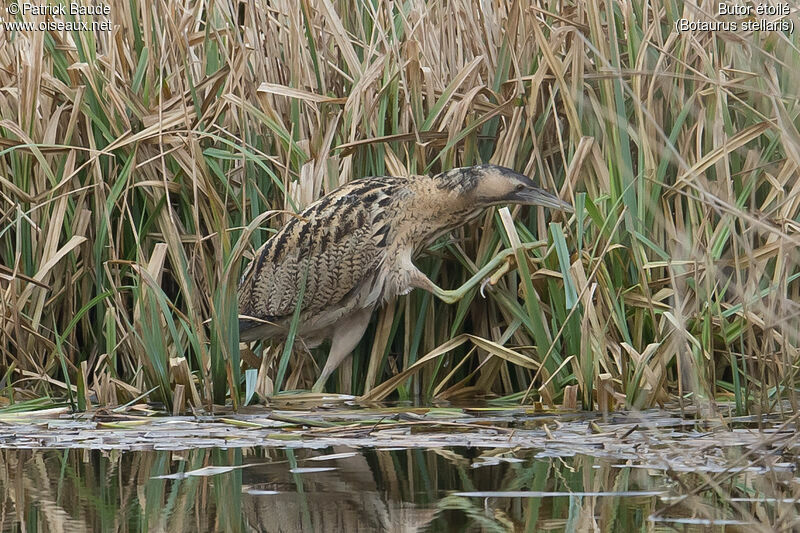 Eurasian Bitternadult, identification