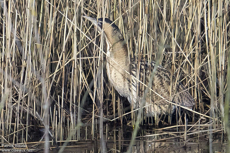 Butor étoiléadulte, habitat