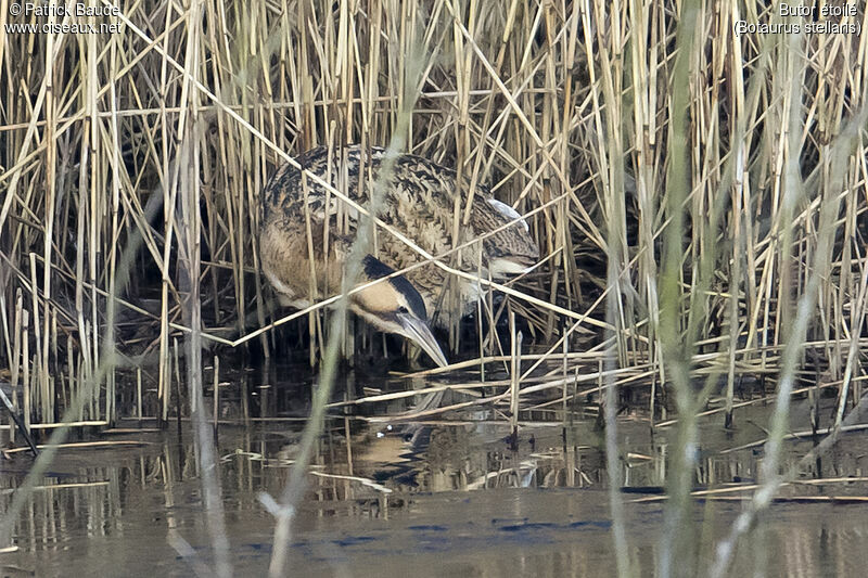 Butor étoiléadulte, identification