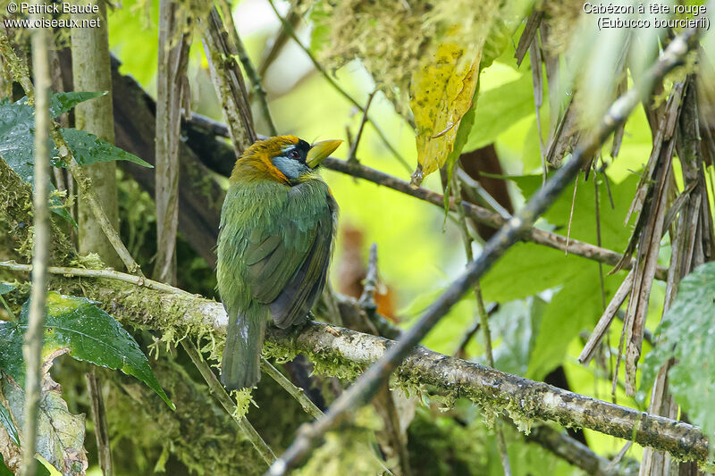 Red-headed Barbet female adult