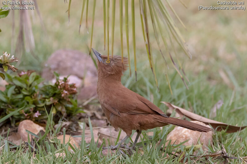 Grey-crested Cacholoteadult