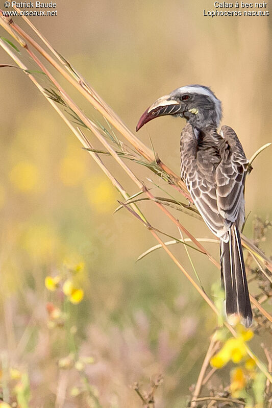 African Grey Hornbill female adult, identification