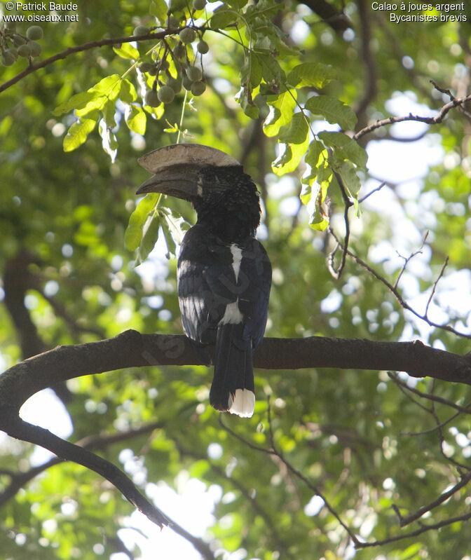 Silvery-cheeked Hornbill male adult, identification