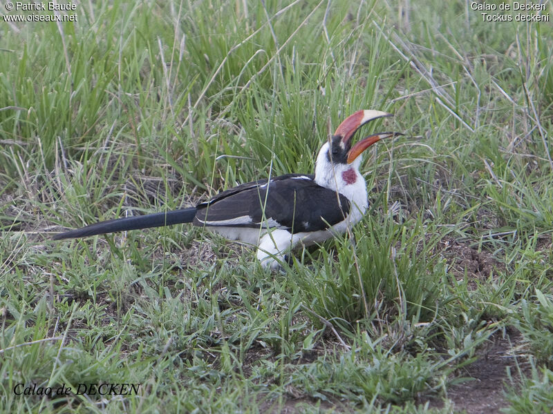 Von der Decken's Hornbill male adult, identification