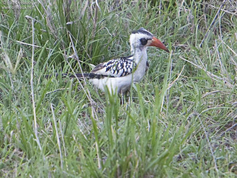 Calao de Tanzanie mâle adulte, identification