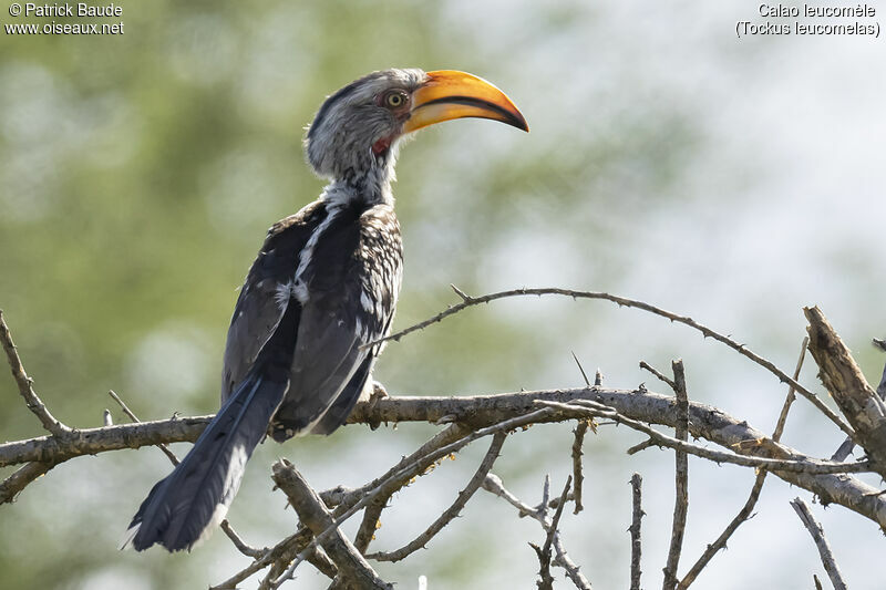 Southern Yellow-billed Hornbilladult