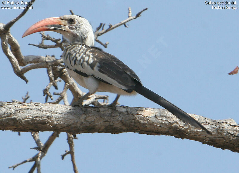 Western Red-billed Hornbill