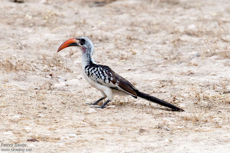 Calao occidental mâle adulte, identification