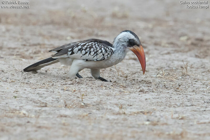 Calao occidental femelle adulte, identification