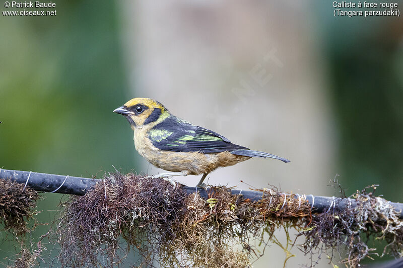 Flame-faced Tanager