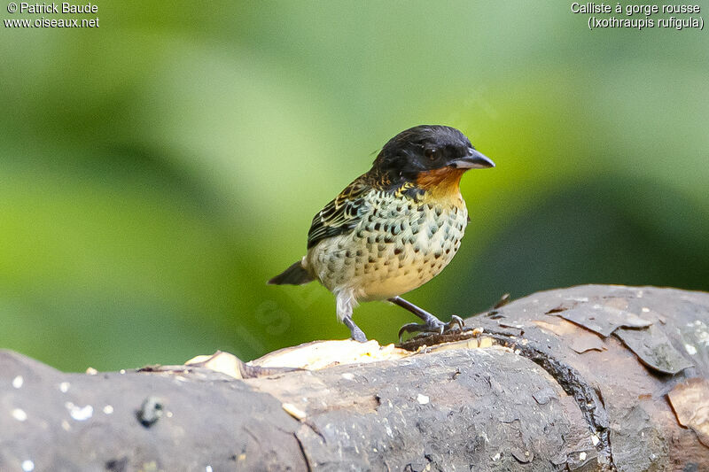 Rufous-throated Tanager