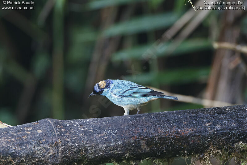 Golden-naped Tanageradult