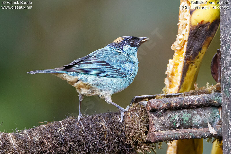 Golden-naped Tanager