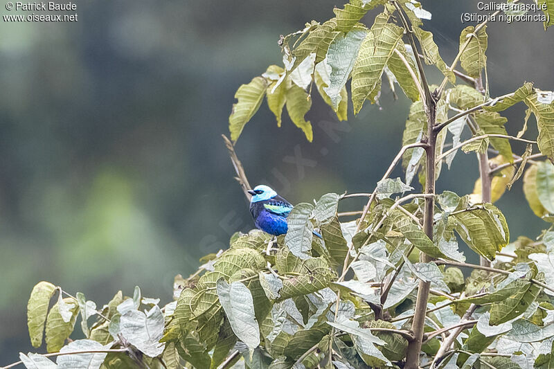 Masked Tanager male adult