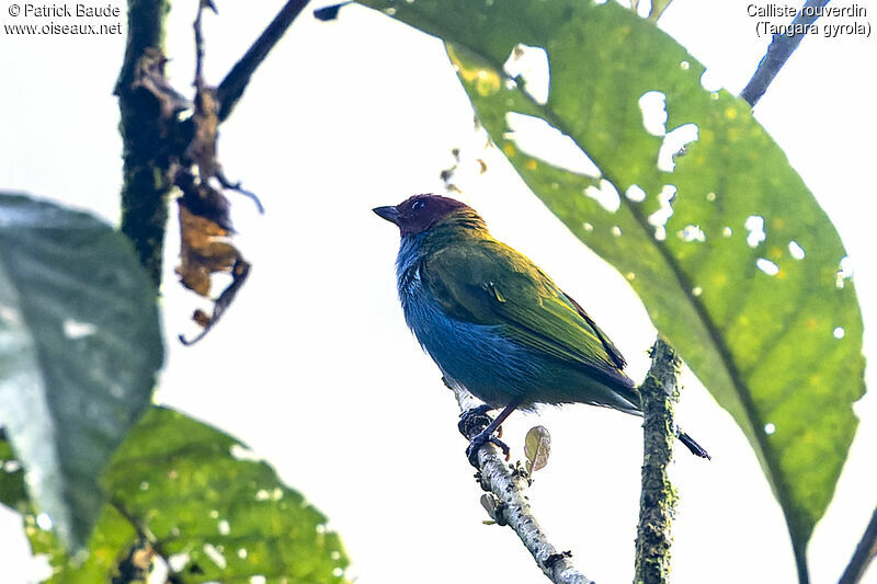 Bay-headed Tanageradult