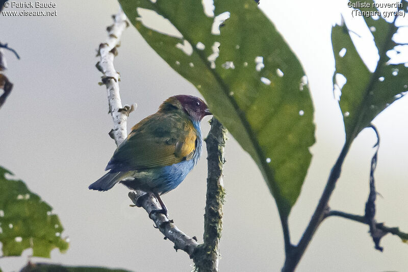 Bay-headed Tanageradult