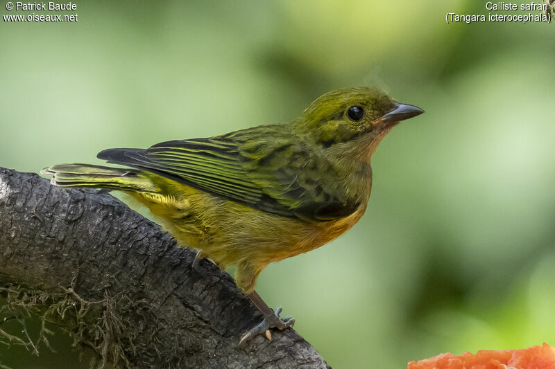 Silver-throated Tanagerjuvenile