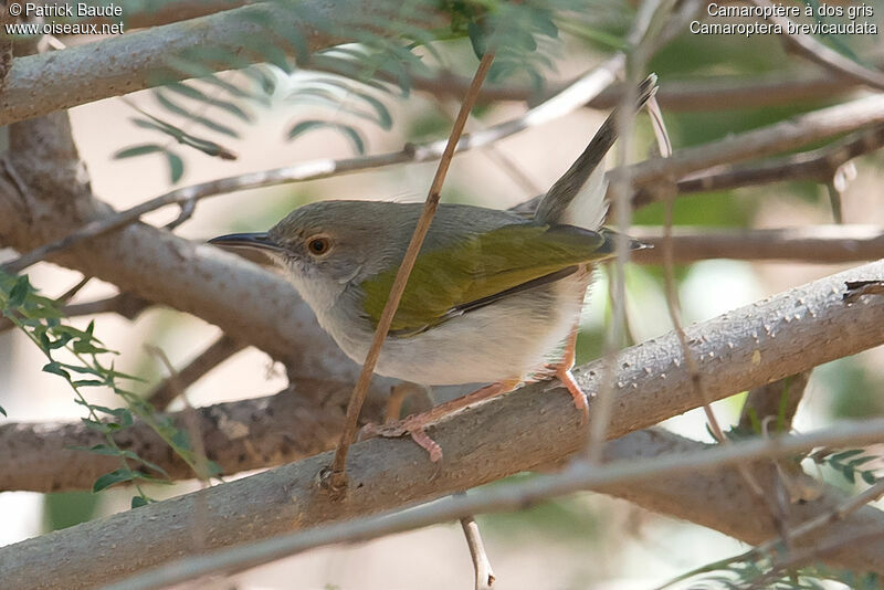 Grey-backed Camaropteraadult, identification