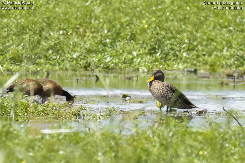 Canard à bec jauneadulte