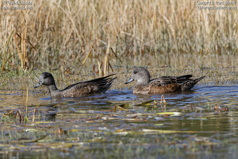 Canard à front blanc femelle adulte