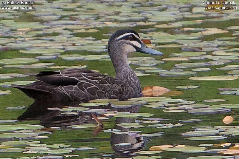 Pacific Black Duckadult, identification