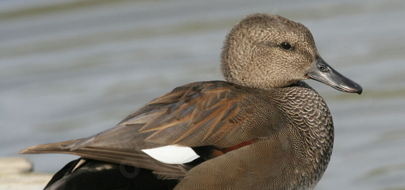 Canard chipeau