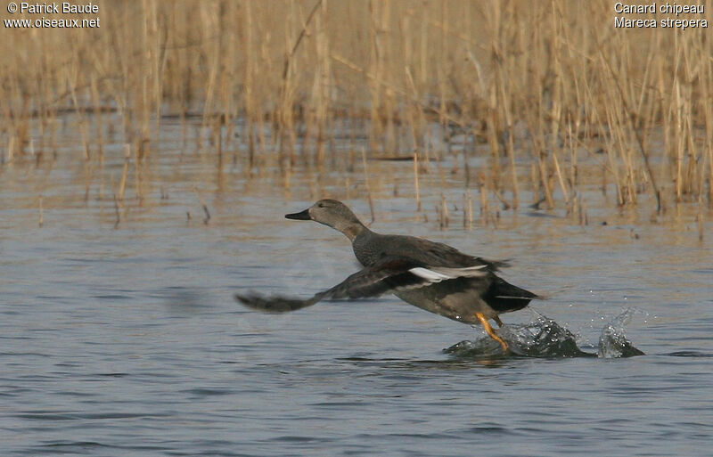 Canard chipeau mâle