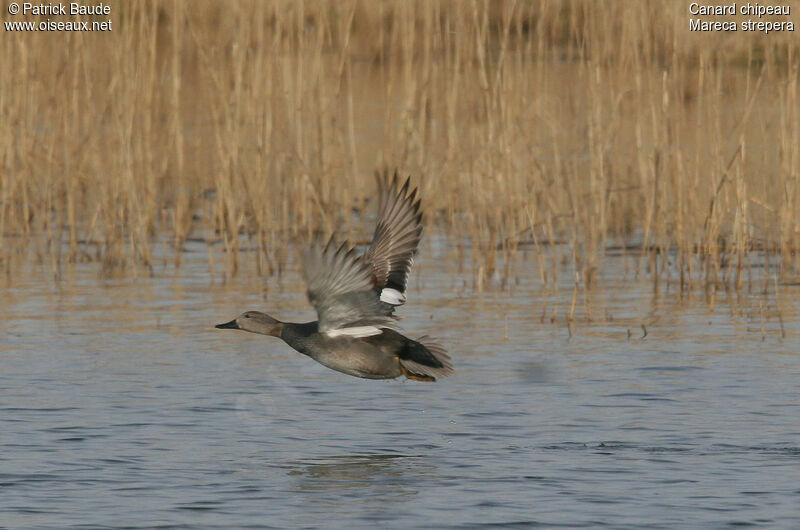 Canard chipeau mâle